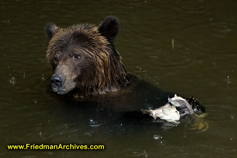 bear,bears,nature,wild,brown,wild,fuzzy,water,fish,meal,eating,fishing,